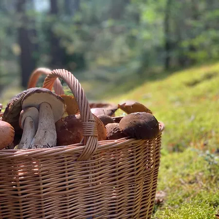 Igly I Szyszki * Zimna Woda (Szczytno County)