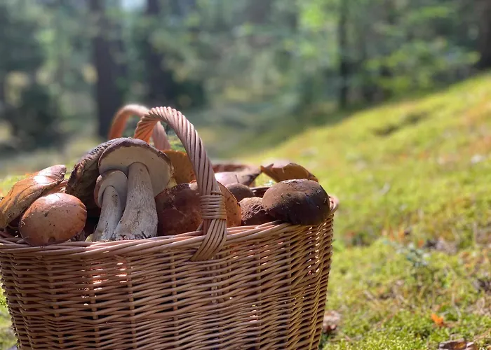 Igly I Szyszki * Zimna Woda (Szczytno County)